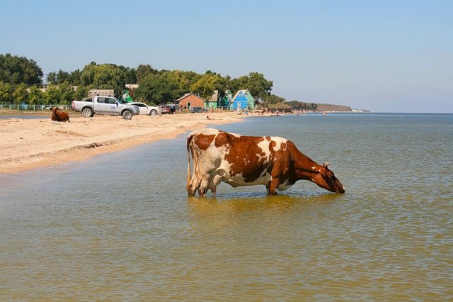 Станица.