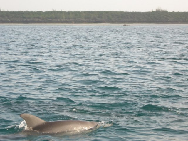 Kizimkazi. Dolphin Tour