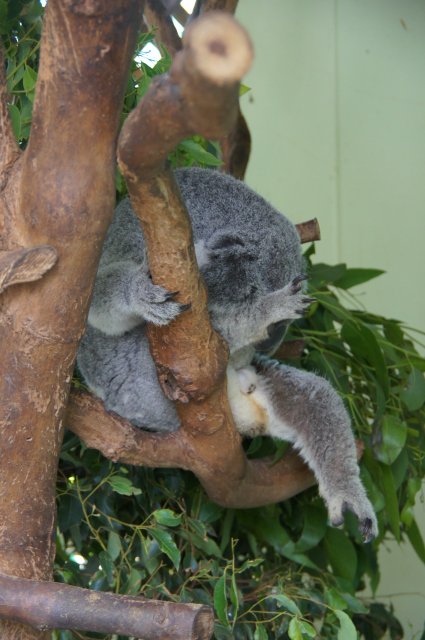 Коала, Австралия