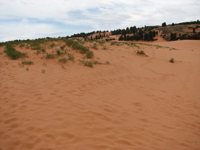 Розовые Песчаные Дюны (Coral Pink Sand Dune), Юта