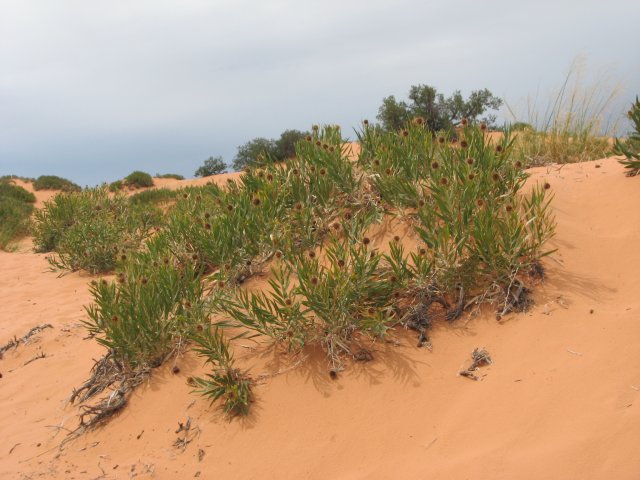 Розовые Песчаные Дюны (Coral Pink Sand Dune), Юта