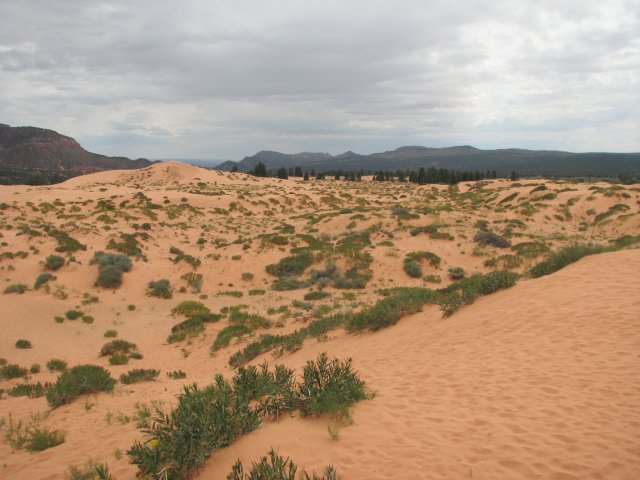 Розовые Песчаные Дюны (Coral Pink Sand Dune), Юта