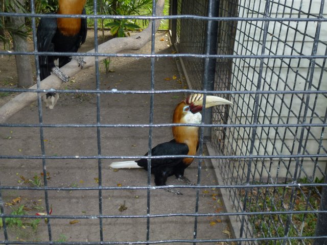 Hornbill