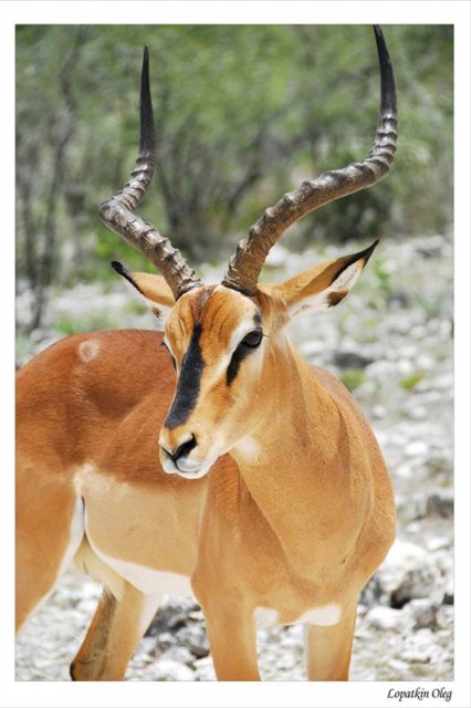 Black faced Impala, нац. парк Etosha