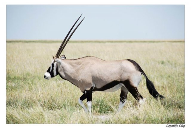 Oryx , нац. парк Etosha