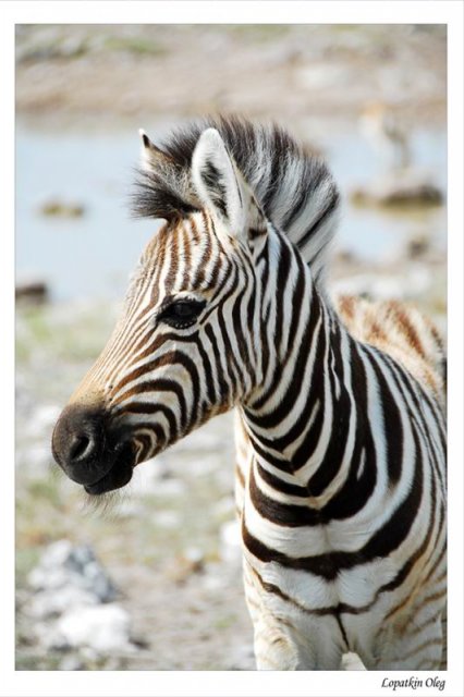 Детеныш зебры, нац. парк Etosha