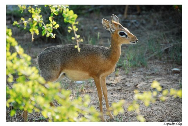 Damara dik-dik, нац. парк Etosha