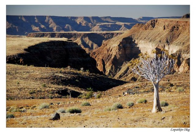 Quiver tree и вид на Fish river canyon