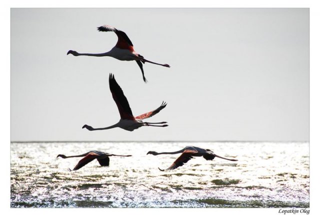 Фламинго на закате в районе Walvis Bay