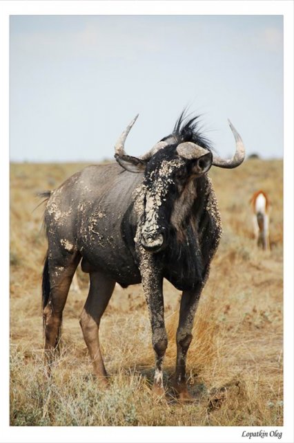 Antilope gnu , нац. парк Etosha