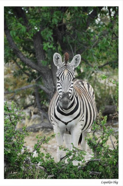 Зебра, нац. парк Etosha