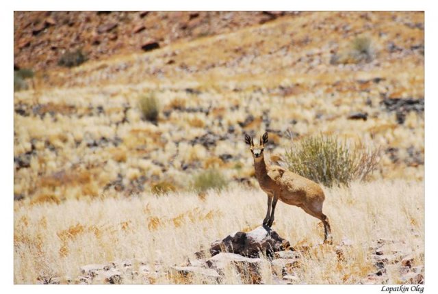 Klipspringer