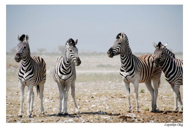 Зебры, нац. парк Etosha