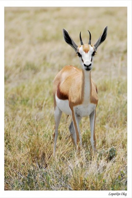 Springbok, нац. парк Etosha