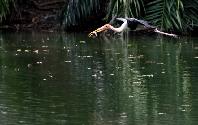 Зоопарк Zoo Negara