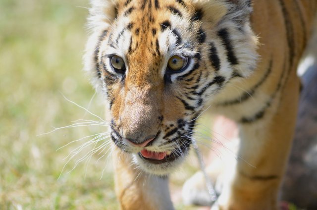 Зоопарк Zoological Wildlife Foundation, Майами