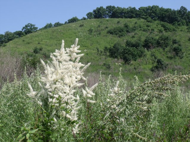 Луга Приморья.